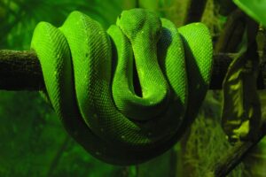 Green Snake3268119859